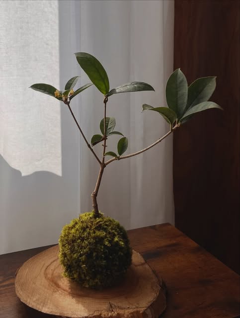 Sculptural foliage · Moss-wrapped plant