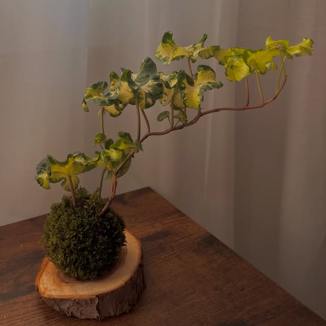 Variegated foliage · Moss-wrapped plant