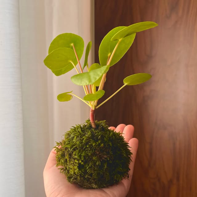 Round-leaf foliage · Moss-wrapped plant